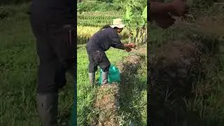 Kehidupan sehari-hari di desa #hidupdidesa #ternakdomba #domba