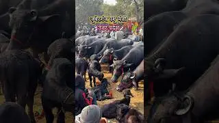 उत्तर प्रदेश के अयोध्या जिले में यह पशु मंडी प्रत्येक रविवार को लगती है 👉 #shortsfeed #shortsviral