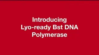 Invitrogen Lyo-ready Bst DNA Polymerase