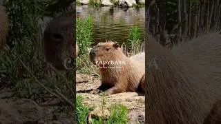 Capybara Uniqueness! ✨ World's Chillest Rodent (Animal Facts) #shorts #animals
