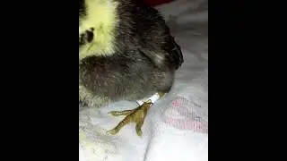 Como ayudar a un pollito con patas abietas ..