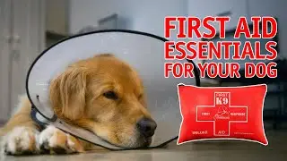 Dog First Aid 101 with Tom Dokken -- How to Handle Emergencies in the Field