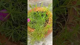 Daily Plant Growing Secrets | My Gardening Vlog for Healthy & Fast Growth