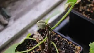 Dzień 204 - 3 sztuki mają pąki - Paulownia Super Hybrid OxyTree Drzewo Tlenowe