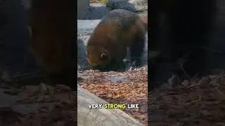 wolverine in the real life #shorts #wolverine #funfactsaboutanimals #wildlife