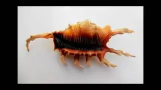 [Wikipedia] Oxymeris areolata