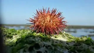 Marine national park jamnagar Narara tourist guide 8200420297
