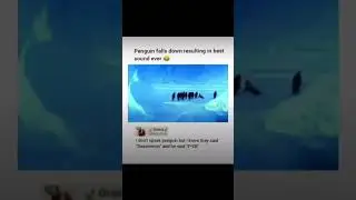 Nahh this is funny #funny #penguin #hilarious #what