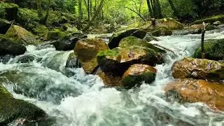 #nature #forestwhispers #landscapephotography #lifeisbutadream #naturephotography #tennessee 
