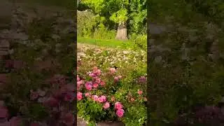 Queen Mary&rsquo;s Rose Gardens London #roses #rosegarden #rosegardens #london #queenmary