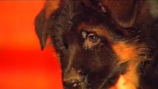 Apr&egrave;s la mort de Diesel, la Russie offre &agrave; la France Dobrynya, un chiot policier