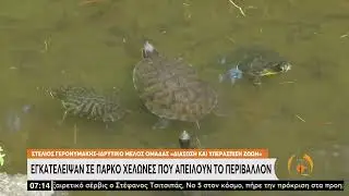 Σαρκοφάγες χελώνες κατέκλυσαν ρυάκι σε πάρκο | 6/05 | ERT
