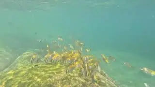 Snorkeling in Koh tao-TANOTE BAY