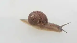Caracol com&uacute;n, Cornu aspersum🐌🐌