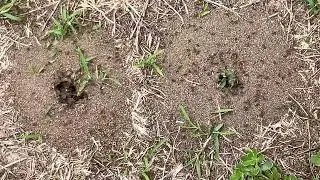 Subterranean Australian 🐜Termites Armageddon
