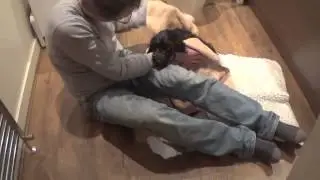 Puppy Vlog - Labradoodle 15 Wks Old, Week 6 Home