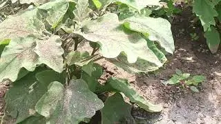 காடு  இப்ப  தோட்டமாக மாறியது 