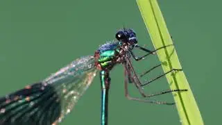 Vroege Vogels - Waterdruppels op een weidebeekjuffer