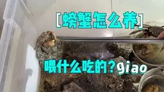 爬宠缸螃蟹怎么养，喂什么吃的？