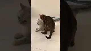 Mating games of household cats.