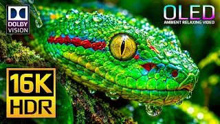 Ultimate OLED Display Test | 16K HDR 120 fps Dolby Vision | 4K Video • 8K Video ULTRA HD TV