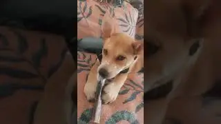 How to keep your dog quiet?