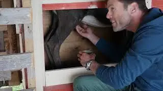 Jonathan Legg tries to milk a reindeer in Finland ..and fails