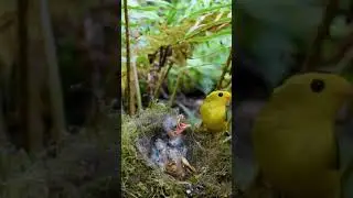 Wilson's warbler feeds his baby