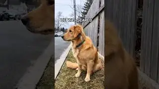 The dog couldn't leave 😢😓