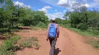 Красота сливового дерева в лесу Нгвана
