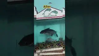 #My big Shark fish #Seven year old #fishtank #cleaning #pet