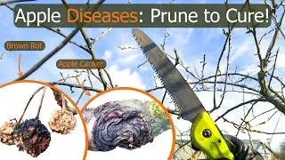 Winter Pruning Your Apple Tree? Watch out for Brown Rot and Apple Canker
