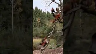 Forget flying, these clucking commandos are all about tree-versing
