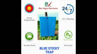 Blue Sticky Trap