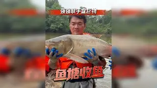 100斤以上的，刚哥竟敢卖10块一斤
