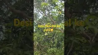 Dal pe pake Desi aam#shorts#plants #garden #plantsofindia #houseplants #aam,mangoes#fruits