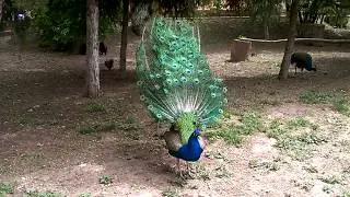 Павлин.  Выход на БИС. Красавчик!