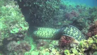 Aqu&agrave;tica Illes Medes Diving Estartit Juliol