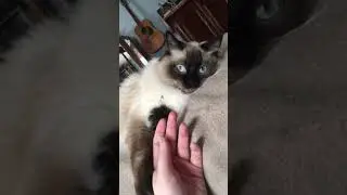 Seal Point Ragdoll Kitten
