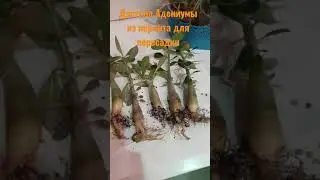 Годовалые адениумы. формирование каудекса