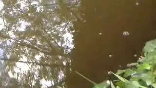 bream spawning in margins.
