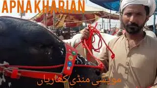 ANIMAL WORLD APNA KHARIAN,ALL BREED, ALL SIZE,BEAUTIFUL COLOUR AND PRICE COW BULL IN THE MARKET