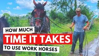 Getting your draft horse hitched & ready to work | Surprisingly FAST!