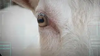 Waikato Milking Systems | OPTIMA External Goat Rotary | Launch Animation