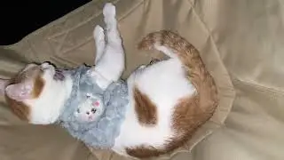 Jan31 2026 @frankip023 #cat #貓咪日常 With my cats