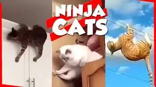 Acrobatic and Ninja Cats | This is Cat