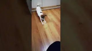 Jack Russell fighting grape 😂