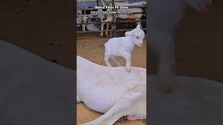 Cute Goat Kids Playing&hearts;️ #bakraeid #bakraeid2025 #bakraeidspecial #bakra #goats #trending #cute