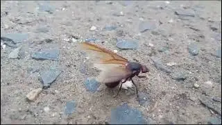 I&Ccedil;&Aacute;, TANAJURA, FORMIGA GIGANTE