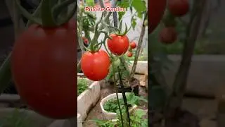 Ng&agrave;y đầu ti&ecirc;n nghỉ Tết #privategarden #gardening #garden